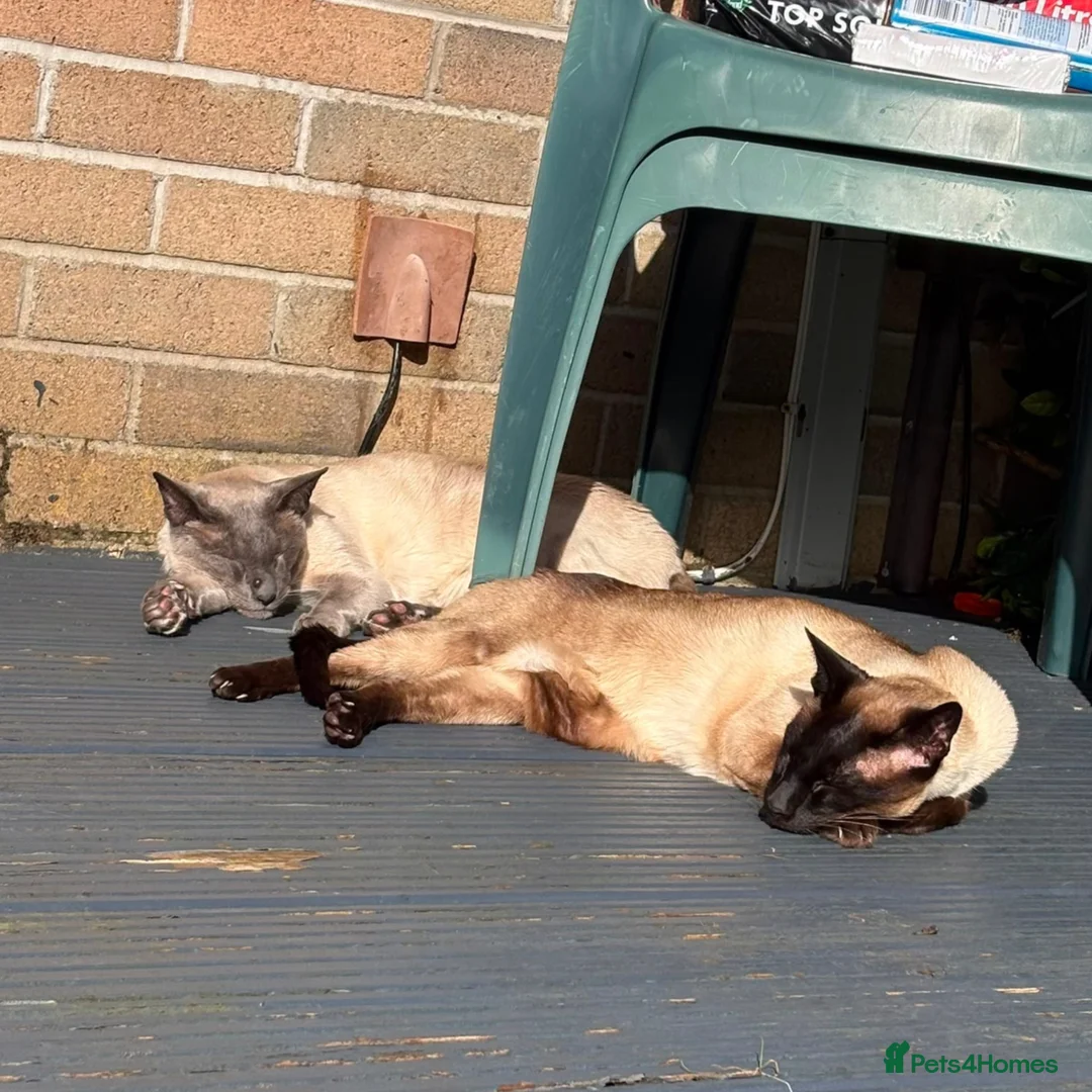Siamese cats for adoption: Super Friendly Siamese Besties - Advert 6