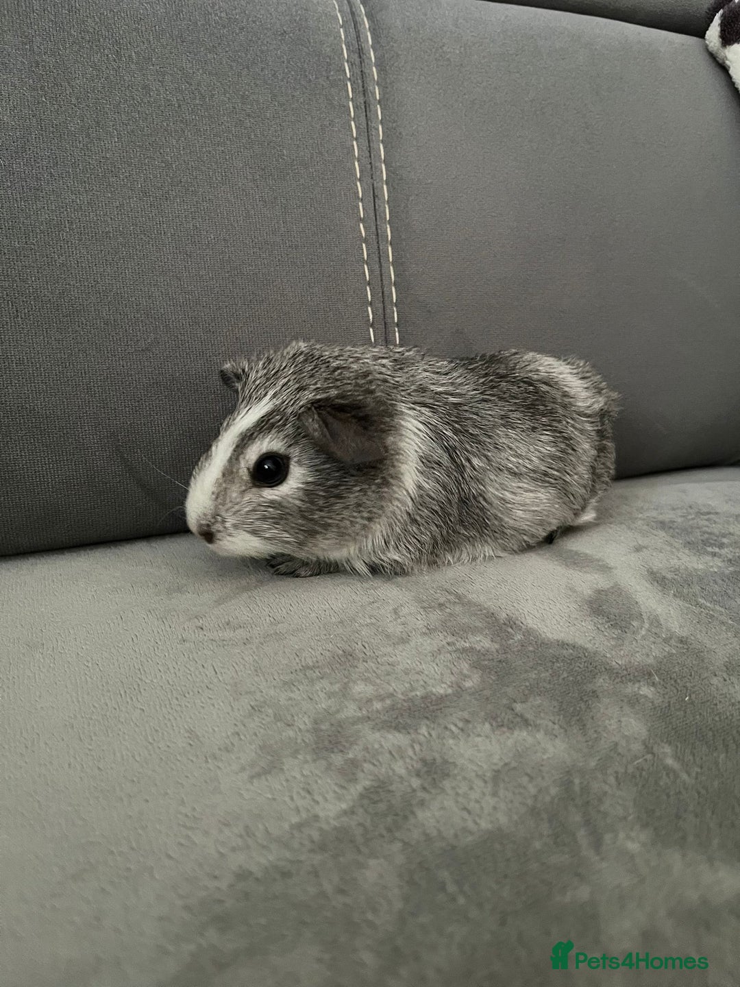 Guinea Pig rodents for sale: Baby Guinea pigs  - Advert 4