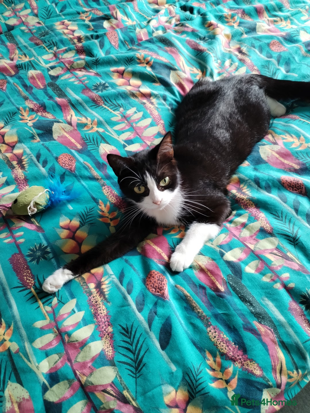 Domestic Shorthair cats for sale: Lovely little cat  - Image 3