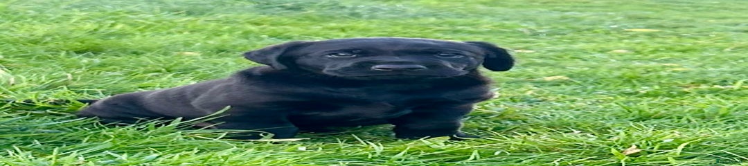 Labrador Retriever Puppy 1
