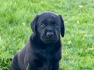 Labrador Retriever dogs - Advert 14