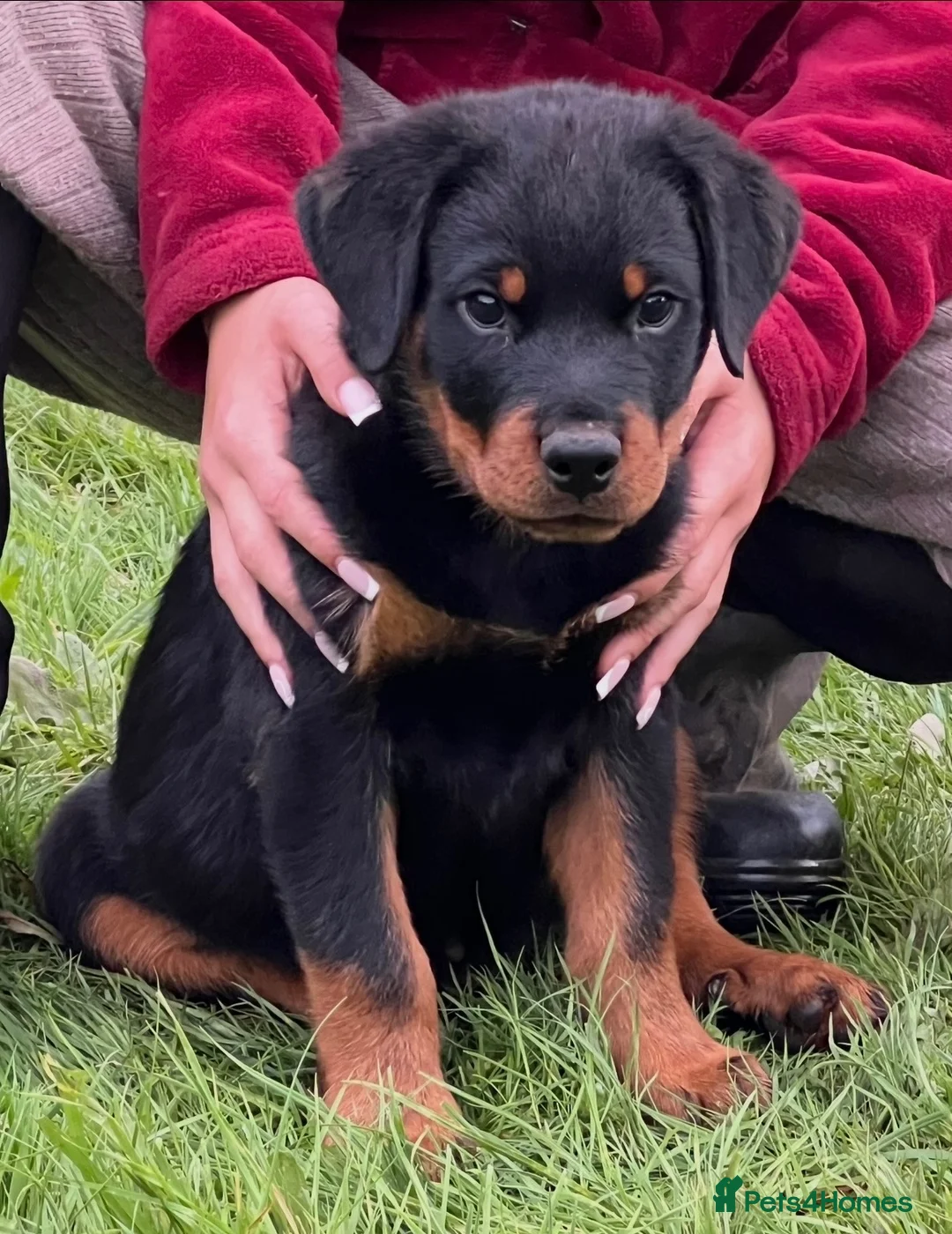 Rottweiler dogs for sale: ADRK German bloodline Rottweiler puppies     - Advert 2