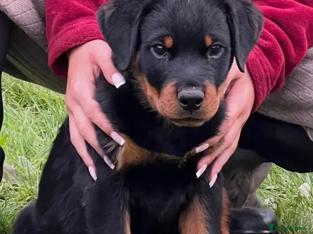 Rottweiler dogs for sale: ADRK German bloodline Rottweiler puppies - Advert 2