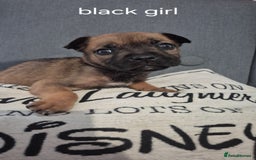 Mixed Breed dogs for sale: German shepard cross American bulldogs - Image 1