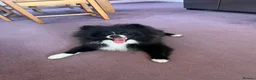 Pomeranian dogs for sale: Amazing puppy for rehomeing - Advert 1