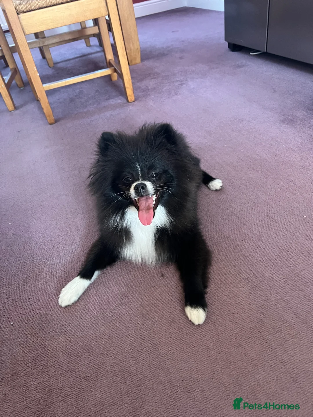 Pomeranian dogs for sale: Amazing puppy for rehomeing - Advert 1