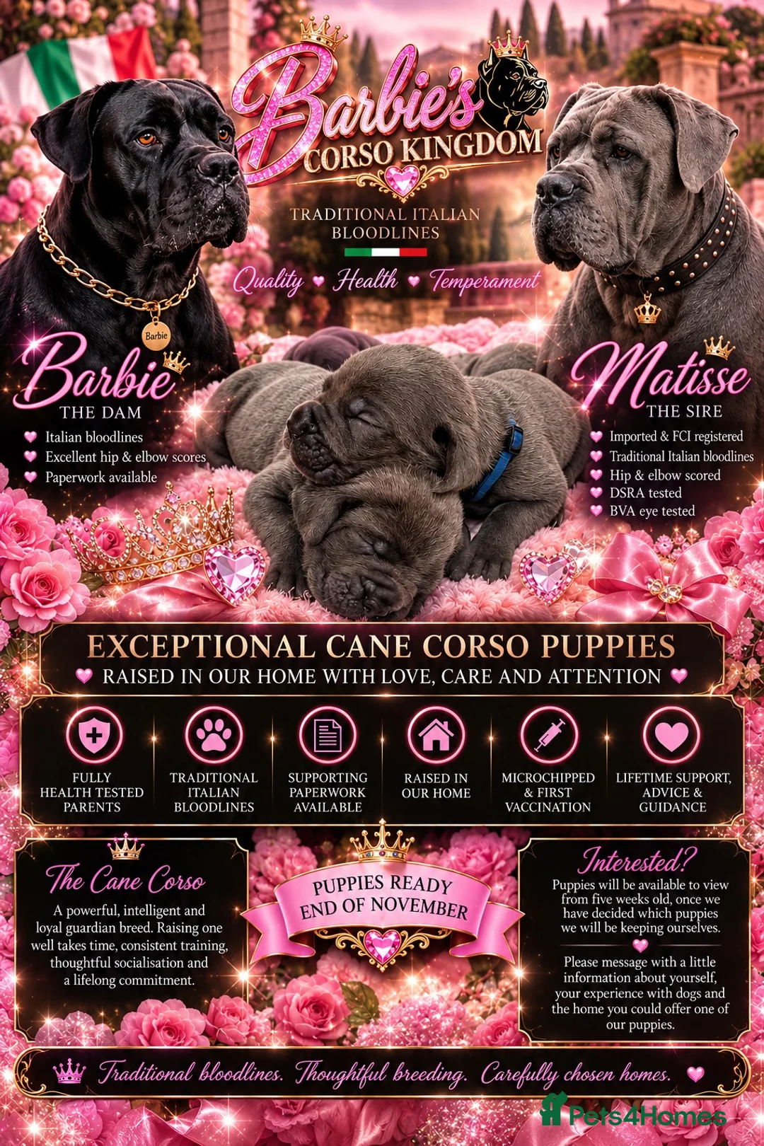 Cane Corso dogs for sale: EXCEPTIONAL CANE CORSO PUPPIES - Advert 1
