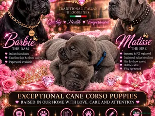 Cane Corso dogs EXCEPTIONAL CANE CORSO PUPPIES - Advert 1