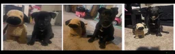 Staffordshire Bull Terrier dogs for sale: Meet Buddy our 6month old pup - Advert 5