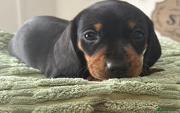 Dachshund dogs for sale: Beautiful dachshund  - Image 3