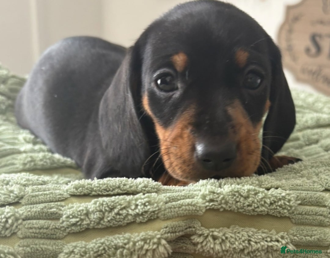 Dachshund dogs for sale: Beautiful dachshund  - Image 3