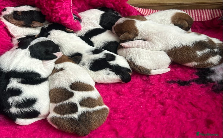 Jack Russell dogs - Advert 1