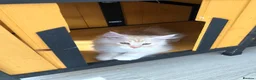 Maine Coon cats for sale: Stunning Maine Coon kittens ready for a new home. - Advert 21