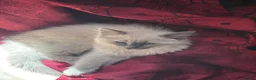 Ragdoll cats for sale: ragdoll boy  - Advert 4