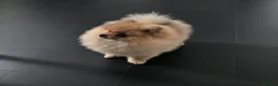 Pomeranian dogs for sale:  Pomeranian Teddy Face Russian  - Advert 4