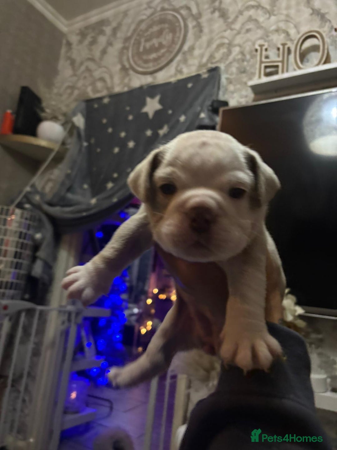 Old Tyme Bulldog dogs for sale: Old tym bulldog puppies  - Advert 11