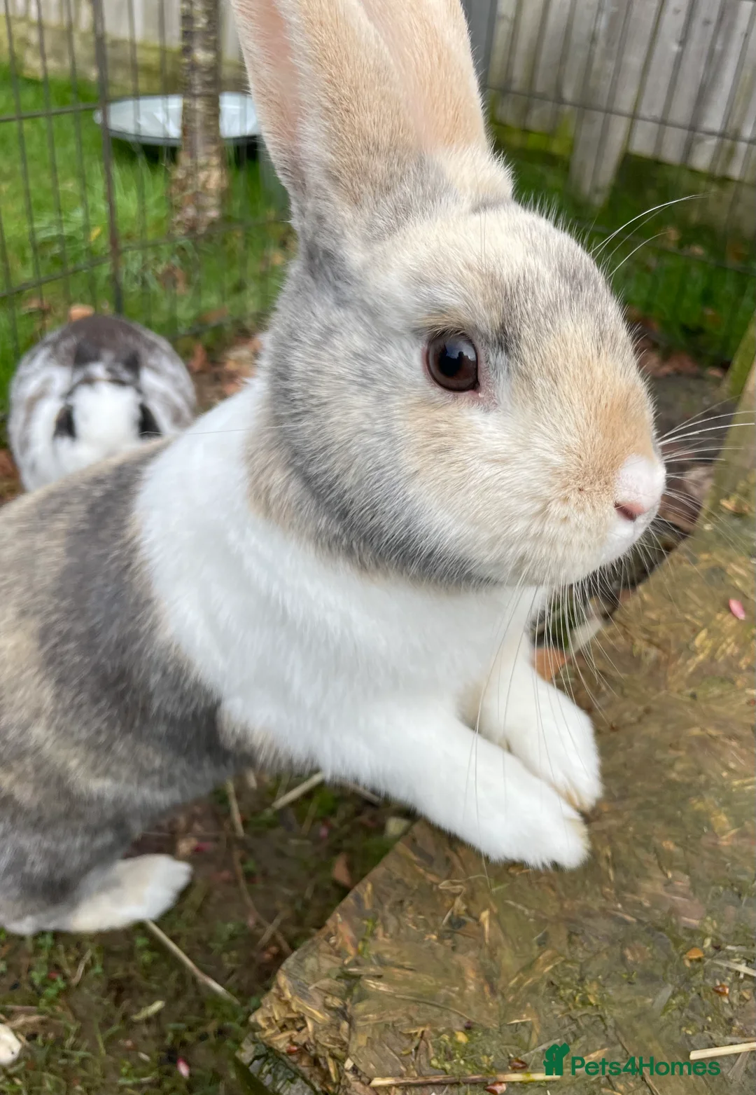 Mixed Breed rabbits for sale: Bonded Mixed Bunnies  - Advert 11