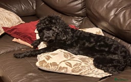 Cockapoo dogs for sale: Cockapoo puppies 3 girls 3 boys  - Image 2