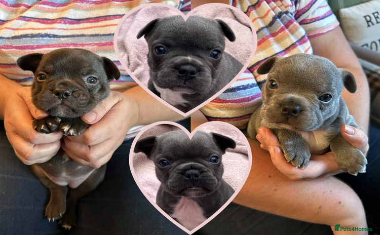 French Bulldog dogs - Advert 12