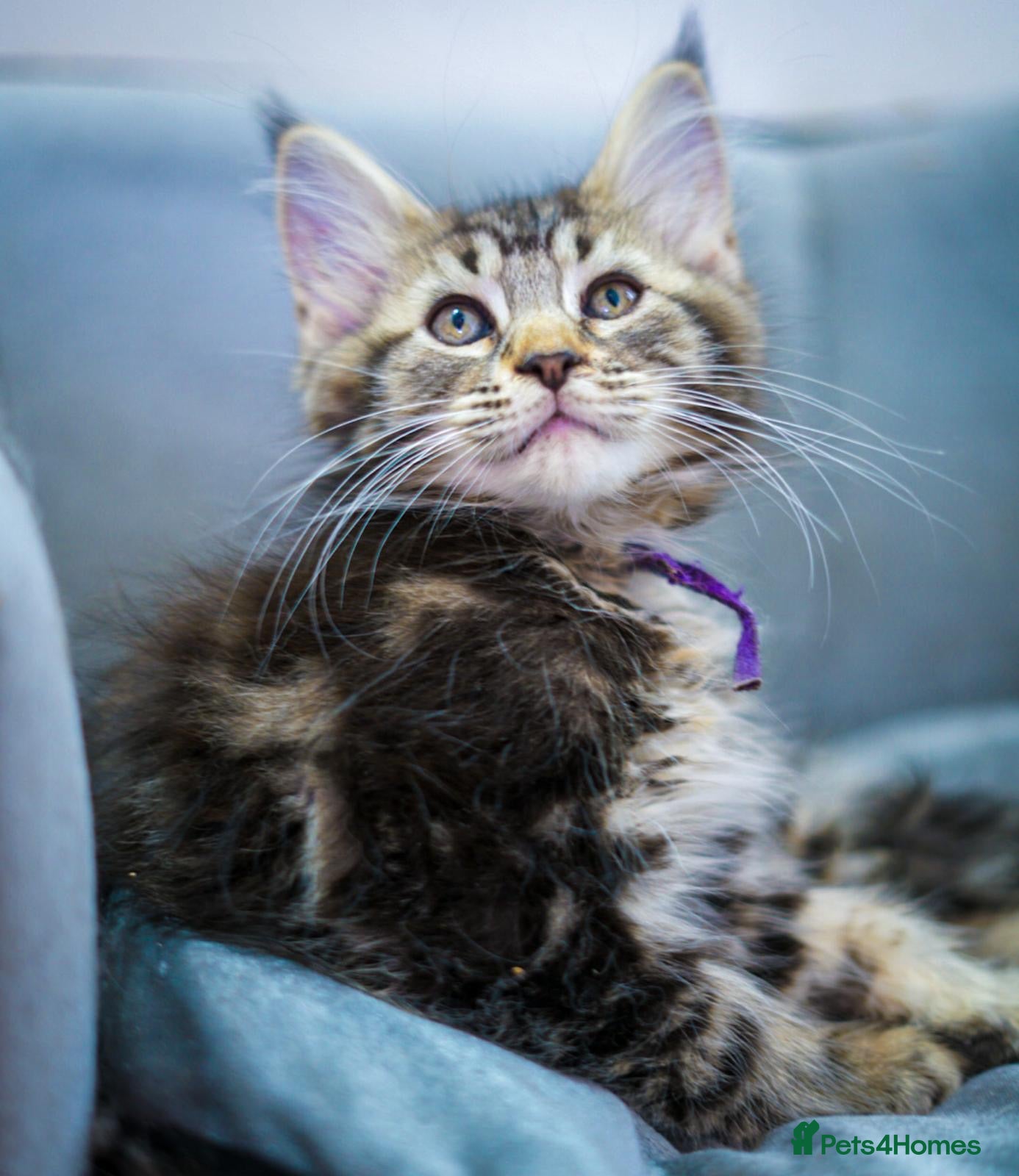 Maine Coon cats  Reduced to £750 Maine coon kittens ready now  - Advert 11
