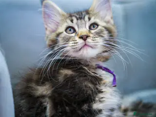 Maine Coon cats Reduced to £750 Maine coon kittens ready now - Advert 11