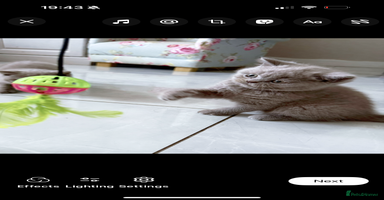 British Shorthair cats - Advert 1