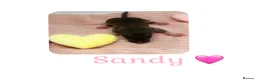 Rat rodents for sale: Baby Dumbo Rats  - Advert 19