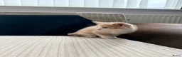 Mixed Breed cats for sale: Playful & Cuddly Kittens – Ready 1 November - Advert 6