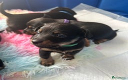Jack Russell dogs for sale: Jack Russell puppies  - Image 8