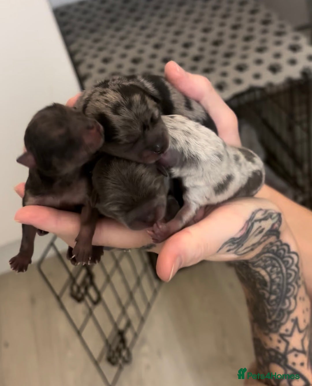 Pomeranian dogs for stud: Lilac Merle KC Pomeranian STUD - Advert 6