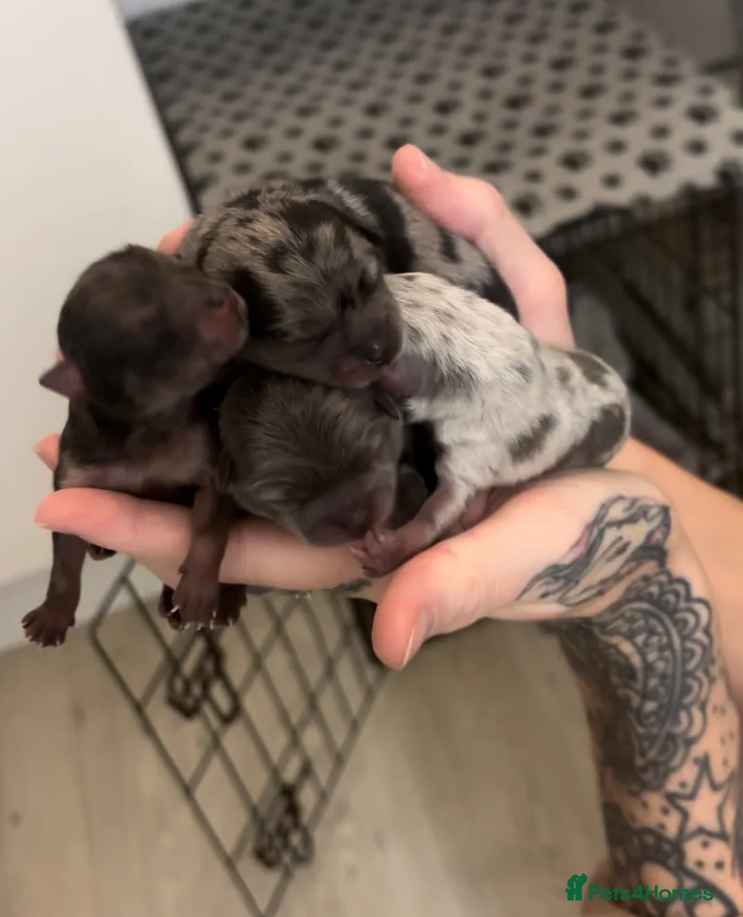 Pomeranian dogs for stud: Lilac Merle KC Pomeranian STUD - Advert 6