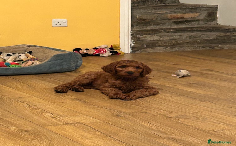 Irish Doodle dogs - Advert 1