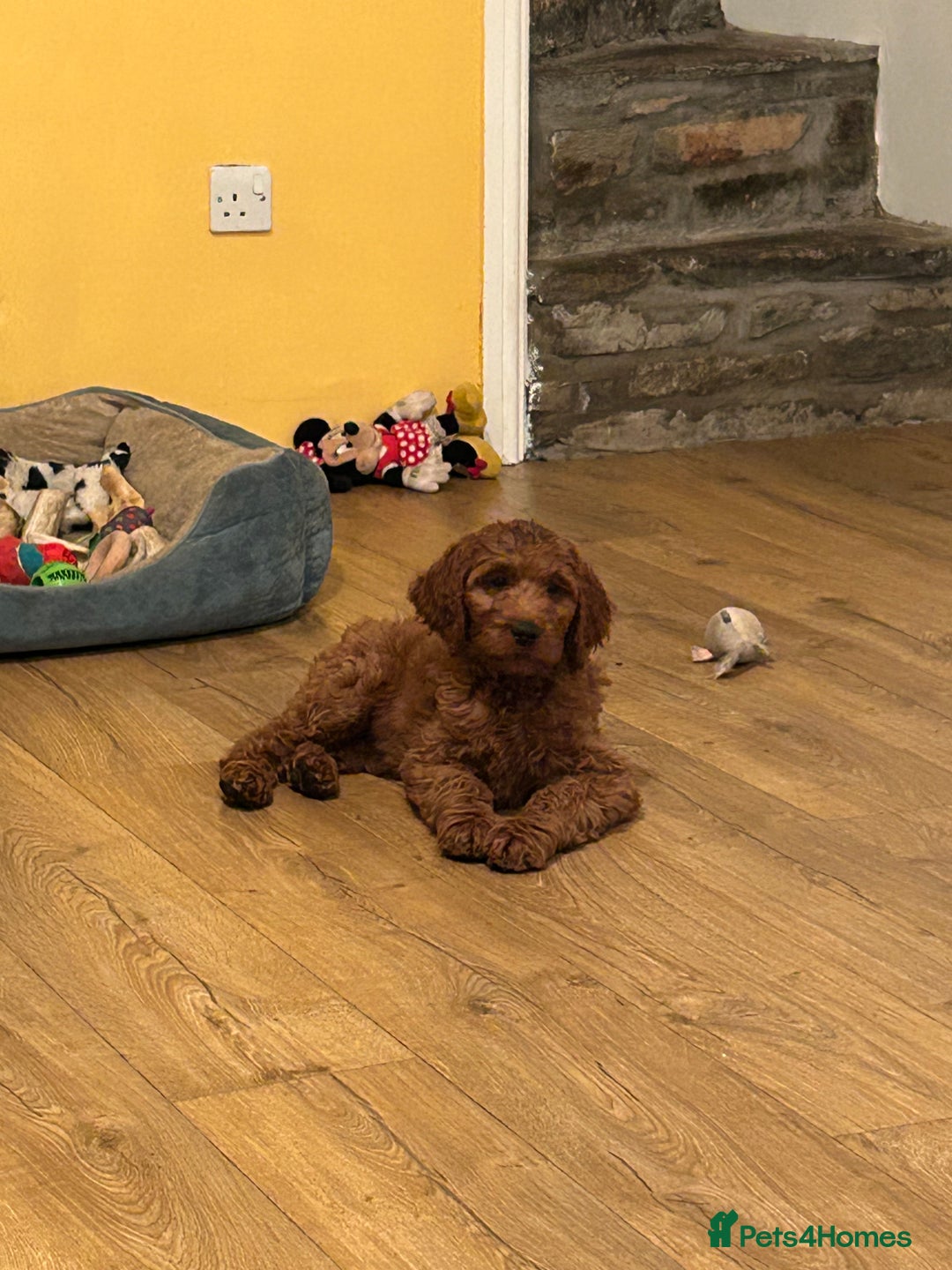 Irish Doodle dogs for sale: Irish doodles - Image 1