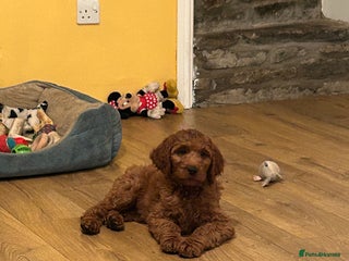 Irish Doodle dogs - Advert 6