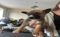 Belgian Shepherd Dog dogs for sale: Belgian Malis for sale  - Image 2