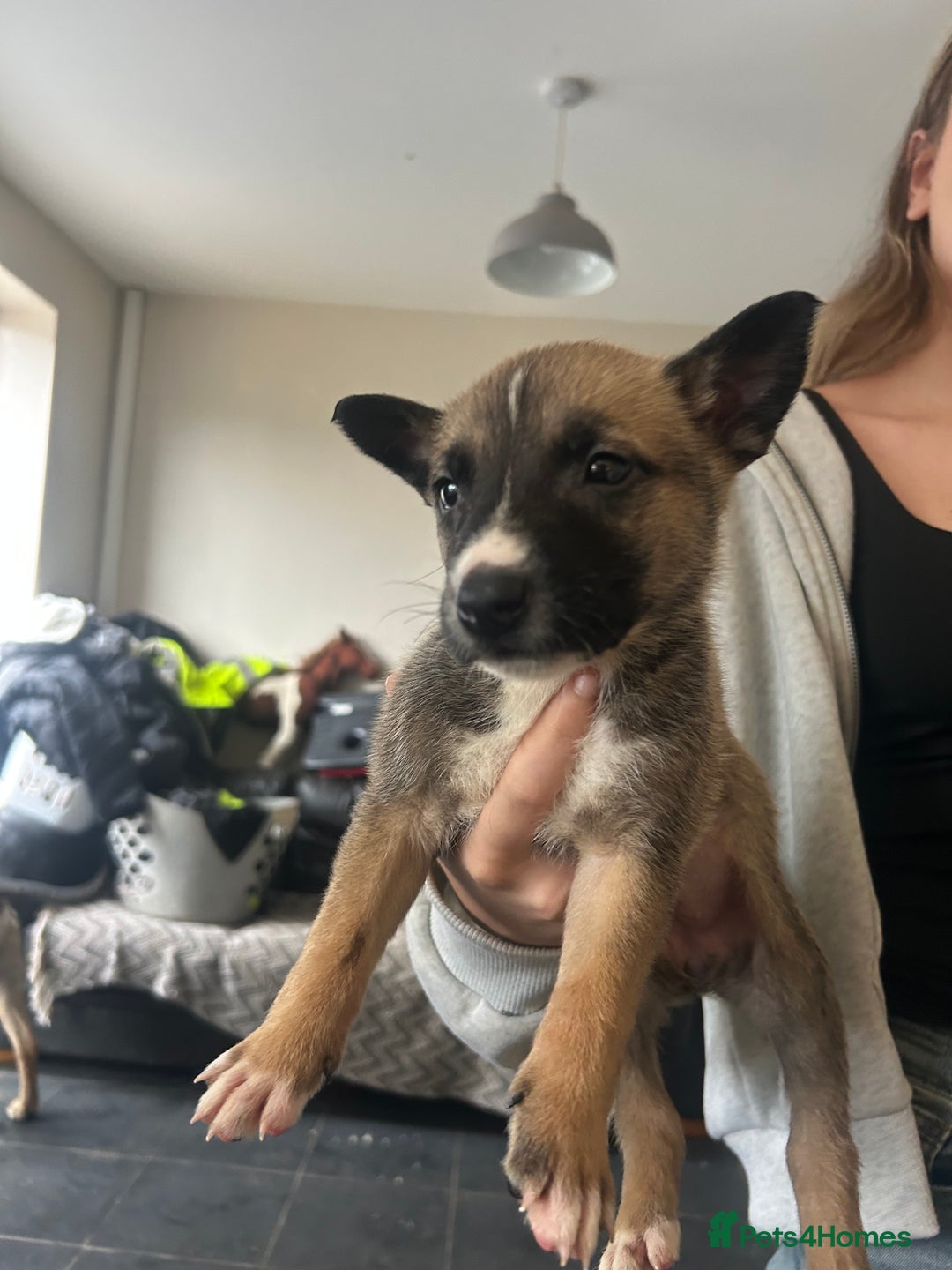 Belgian Shepherd Dog dogs for sale: Belgian Malis for sale  - Image 2