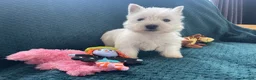 West Highland Terrier dogs for sale: Royal kennel club registered west highland white  - Advert 2