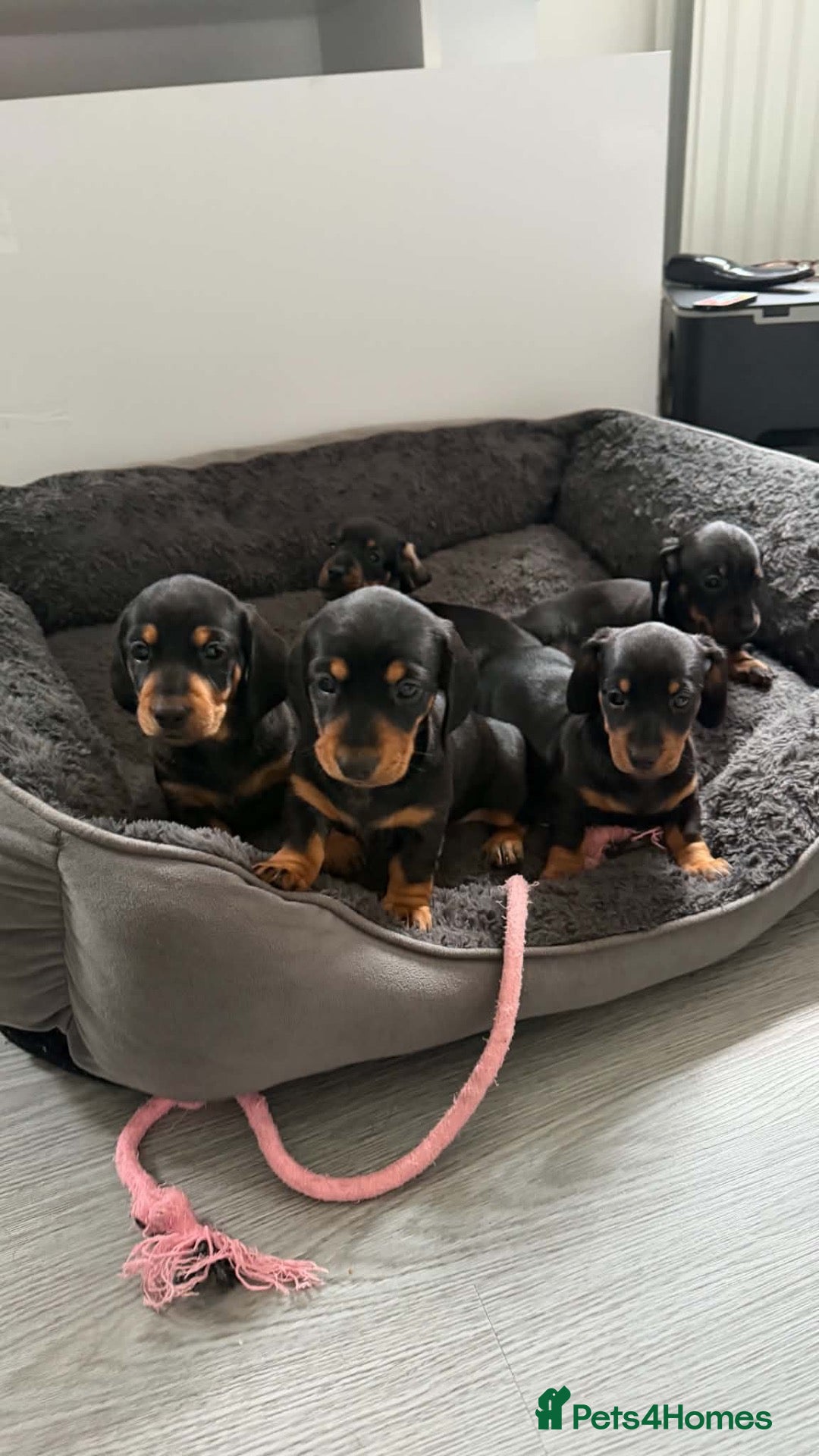 Miniature Dachshund dogs Miniature short haired Dachshund Puppy’s - Advert 1