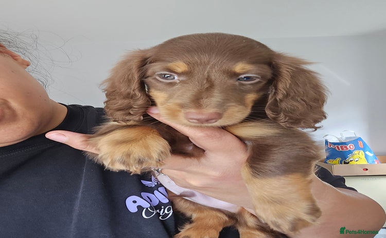 Miniature Dachshund dogs - Advert 3