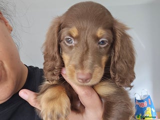 Miniature Dachshund dogs - Advert 5