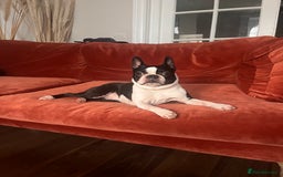 Boston Terrier dogs for sale: Beautiful Boston Boys Ready for Forever Homes - Image 13