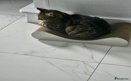Arabian Mau cats for adoption: Loving Retirement Home in Scotland - Image 7