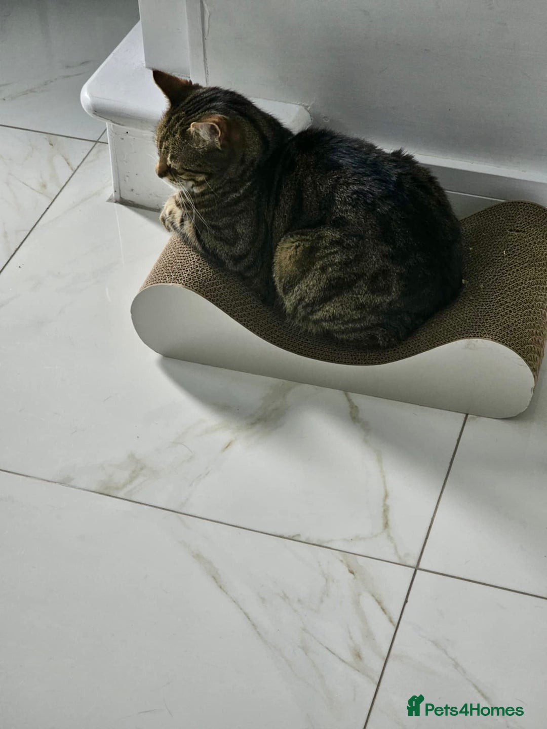 Arabian Mau cats for adoption: Loving Retirement Home in Scotland - Image 7