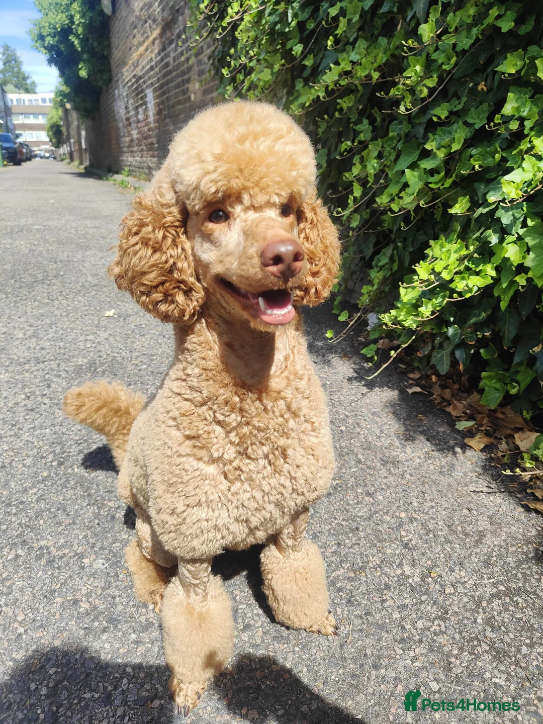 Miniature Poodle dogs for sale: KC register miniature poodles RED - Advert 9