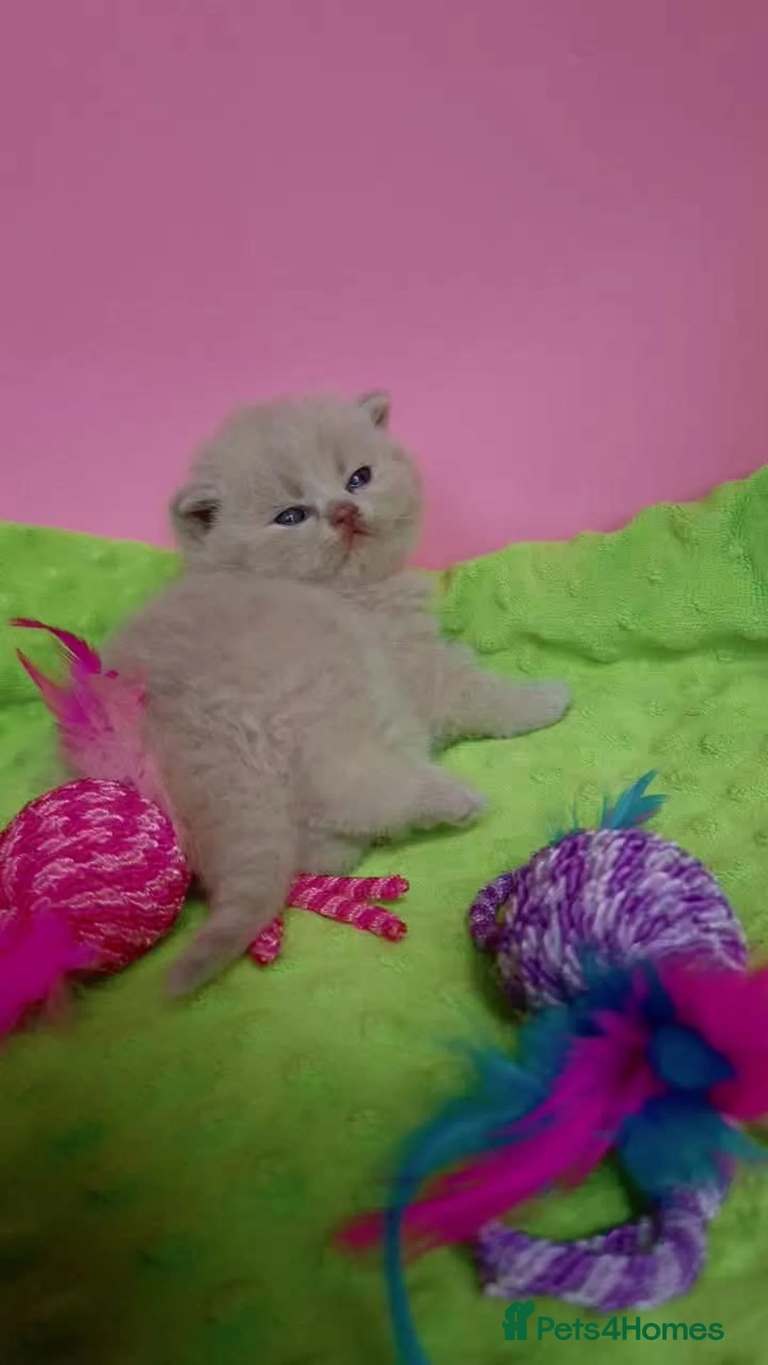 British Shorthair cats for sale: 🐻🏆CHAMPION 🏆🐻 LILAC KITTENS🐷 - Advert 2