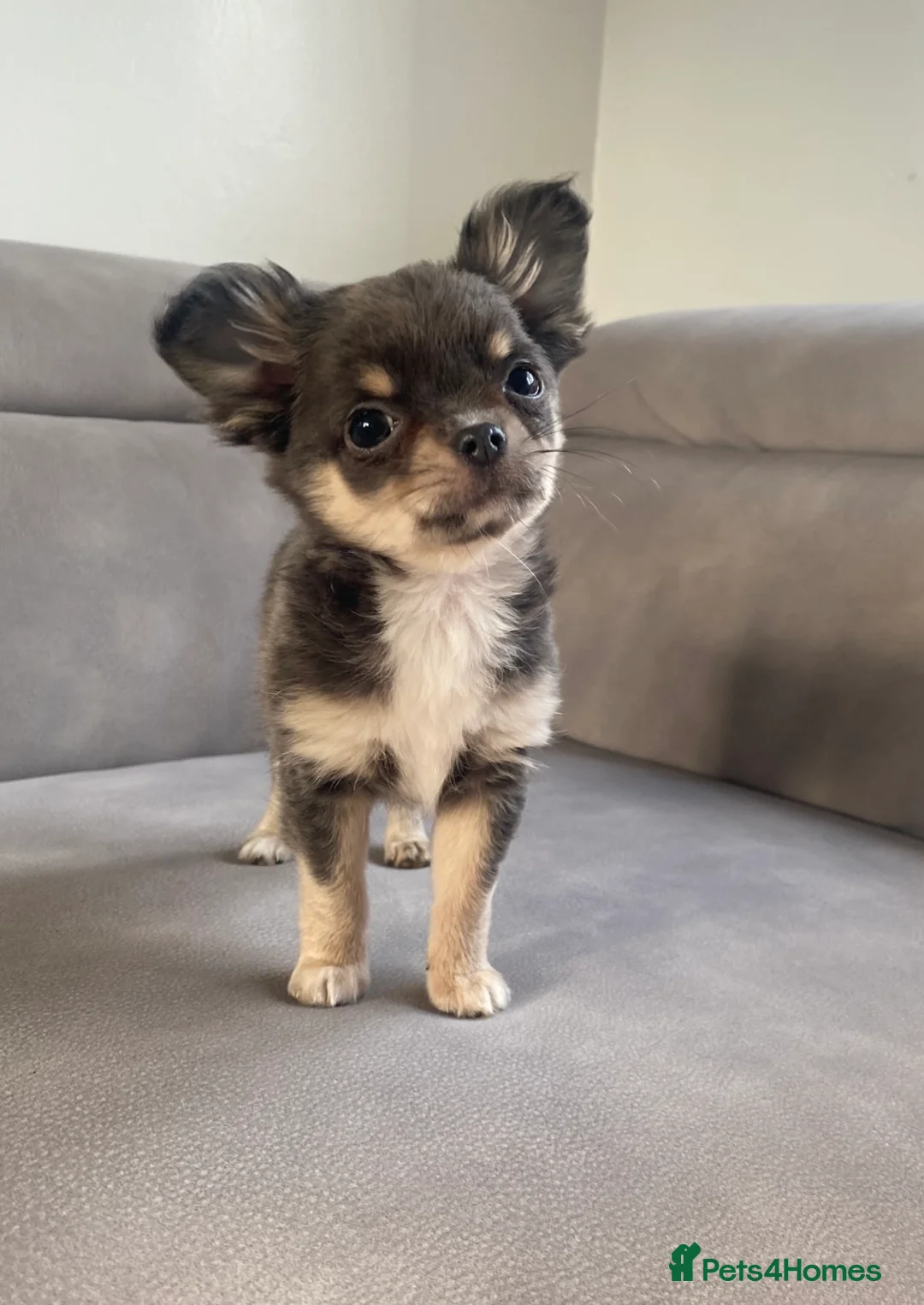 Chihuahua dogs for sale: Lilac and Tan chihuahua gorgeous little Flora in Manchester - Advert 1