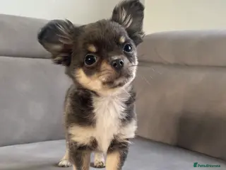 Chihuahua dogs Lilac and Tan chihuahua gorgeous little Flora - Advert 1