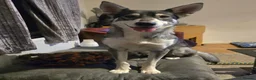 Mixed Breed dogs for sale: Northern inuit cross American akita female  - Advert 10