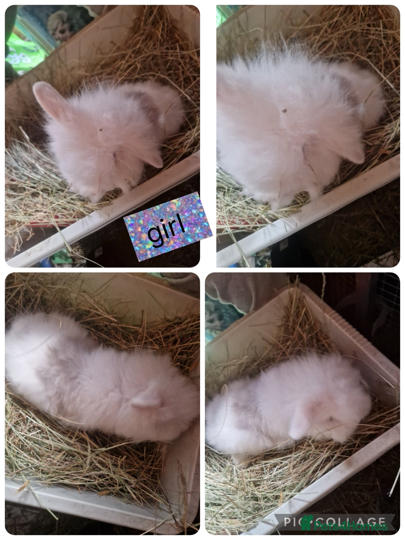 Mixed Breed rabbits 2 beautiful litter of mini lion lop x lionhead  - Advert 6