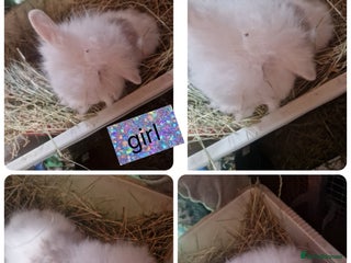 Mixed Breed rabbits 2 beautiful litter of mini lion lop x lionhead - Advert 1